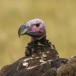 Lappet-faced Vulture, the lord of the carcass (image by Mark Beaman)