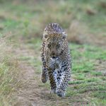 Bahati picks up the pace. Those Impalas are close... (image by Mark Beaman)