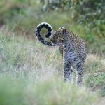 Bahati takes a moment to pause during her evening hunt (image by Mark Beaman)