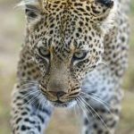 Bahati is a Leopard that is completely unconcerned by safari vehicles (image by Mark Beaman)
