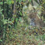 Bella 2 in her leafy nest during our Maasai Mara, Kenya photography tour (image by Mark Beaman)