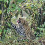 Bella 2 takes a stretch and a yawn during our Maasai Mara, Kenya photography tour (image by Mark Beaman)