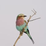 Lilac-breasted Roller (image by Mark Beaman)