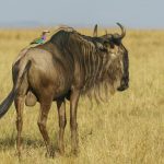 A cheeky Lilac-breasted Roller rides a male Blue Wildebeest, a great perch for spotting insects (image by Mark Beaman)