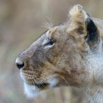 Lioness profile during our Maasai Mara, Kenya photography tour (image by Mark Beaman)