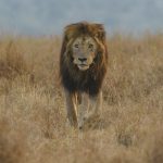 With his dark mane, Morane is one of the most handsome Lions in the Mara (image by Mark Beaman)