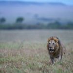 Morane on the prowl, soon after dawn (image by Mark Beaman)