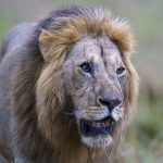 Handsome Morane is one of The Three Musketeers (image by Mark Beaman)