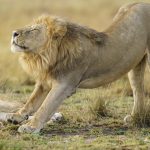 Olepolos, one of the Sala's Boys, stretches after a cat nap during our Maasai Mara, Kenya photography tour (image by Mark Beaman)