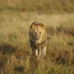 Orkitok, 'the boss' of the Sala's Boys, approaches during our Maasai Mara, Kenya photography tour (image by Mark Beaman)