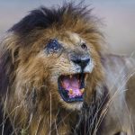Scarface has had a long and hard life, even for a male Lion (image by Mark Beaman)