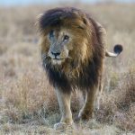 The one-time 'Leader of the Pack', Scarface (image by Mark Beaman)
