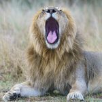 Staying up all night roaring is tiring work (image by Mark Beaman)