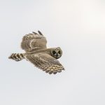 Marsh Owl (image by Mark Beaman)