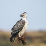 Martial Eagle (image by Mark Beaman)