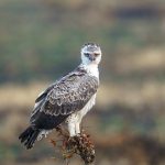 Martial Eagle (image by Mark Beaman)