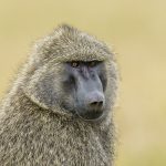 Olive Baboon (image by Mark Beaman)
