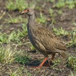 Red-necked Spurfowl (image by Mark Beaman)