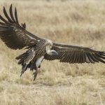 A young Rüppell's Vulture comes in to land at a carcass (image by Mark Beaman)