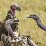Rüppell's Vultures fight while a Lappet-faced Vulture looks on, during our Maasai Mara, Kenya photography tour (image by Mark Beaman)
