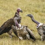 Rüppell's Vultures fight while a Lappet-faced Vulture looks on, during our Maasai Mara, Kenya photography tour (image by Mark Beaman)