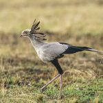 A Secretarybird, an aberrant raptor, in search of snakes and lizards (image by Mark Beaman)