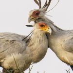 Secretarybirds courting on our Maasai Mara, Kenya photography tour (image by Mark Beaman)