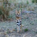 A hunting Serval (image by Mark Beaman)