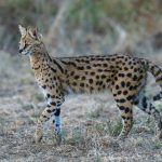 Servals are some of the most agile cats on Earth (image by Mark Beaman)
