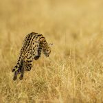 A Serval leaps into the air as it tries to pounce on an African Grass Rat (image by Mark Beaman)