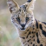 The beautiful Serval (image by Mark Beaman)