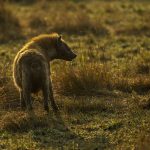 Spotted Hyena at sunrise. After the Lion, the greatest predator of the Maasai Mara (image by Mark Beaman)