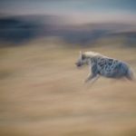 Spotted Hyena blur (image by Mark Beaman)