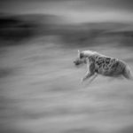 Spotted Hyena blur (image by Mark Beaman)