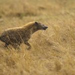 Spotted Hyena (image by Mark Beaman)