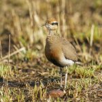 Temminck's Courser (image by Mark Beaman)