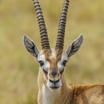 Thomson's Gazelle on our Maasai Mara, Kenya photography tour (image by Mark Beaman)