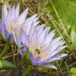 Water lilies in the Mara (image by Mark Beaman)