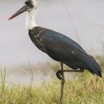 Woolly-necked Stork (image by Mark Beaman)