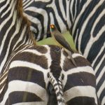 Yellow-billed Oxpecker in a stripey world on our Maasai Mara, Kenya photography tour (image by Mark Beaman)