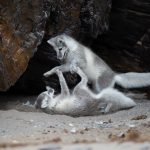 Gorgeous Arctic Fox pups playing under an overhang (image by Irene Amiet)
