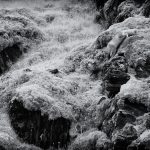 An Arctic Fox scrambles over the rocky landscape with stealth (image by Duncan Phillips)