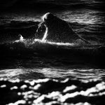 Portrait of a backlit Walrus in infrared (image by Duncan Phillips)