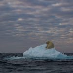 Sleepy polar bear on the ice during our Wild Images photo tour of Svalbard (Spitsbergen)