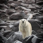 Portrait of a polar bear in a rain squall on our photography tour to Svalbard (Spitsbergen)