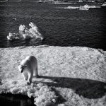 A Polar Bear on the sea ice (image by Duncan Phillips)