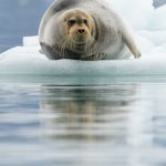 Portrait of a Bearded Seal enjoying a rest on the ice (image by Irene Amiet)