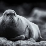 Wildlife photography in infrared during the Wild Images photo tour of the Arctic in Svalbard (Spitsbergen)
