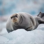 Charismatic Bearded Seals are a highlight of photography tours in Svalbard (image by Irene Amiet)