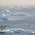 A polar bear explores the sea ice of the Arctic during our photography tour of Svalbard (Spitsbergen)